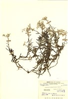 藏品(抱莖籟簫)的圖片